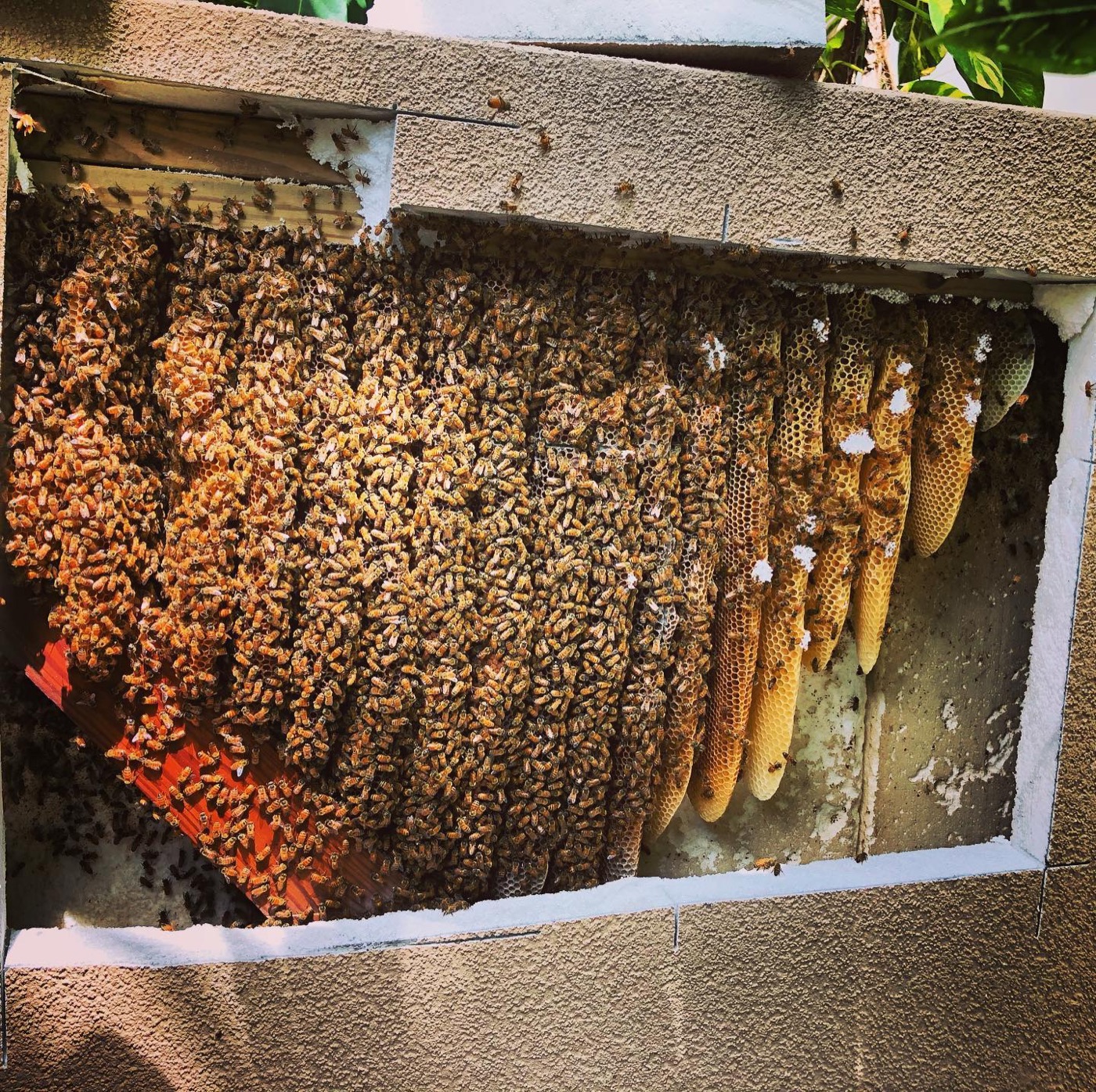 Honey comb removed from a Sarasota-area structure.