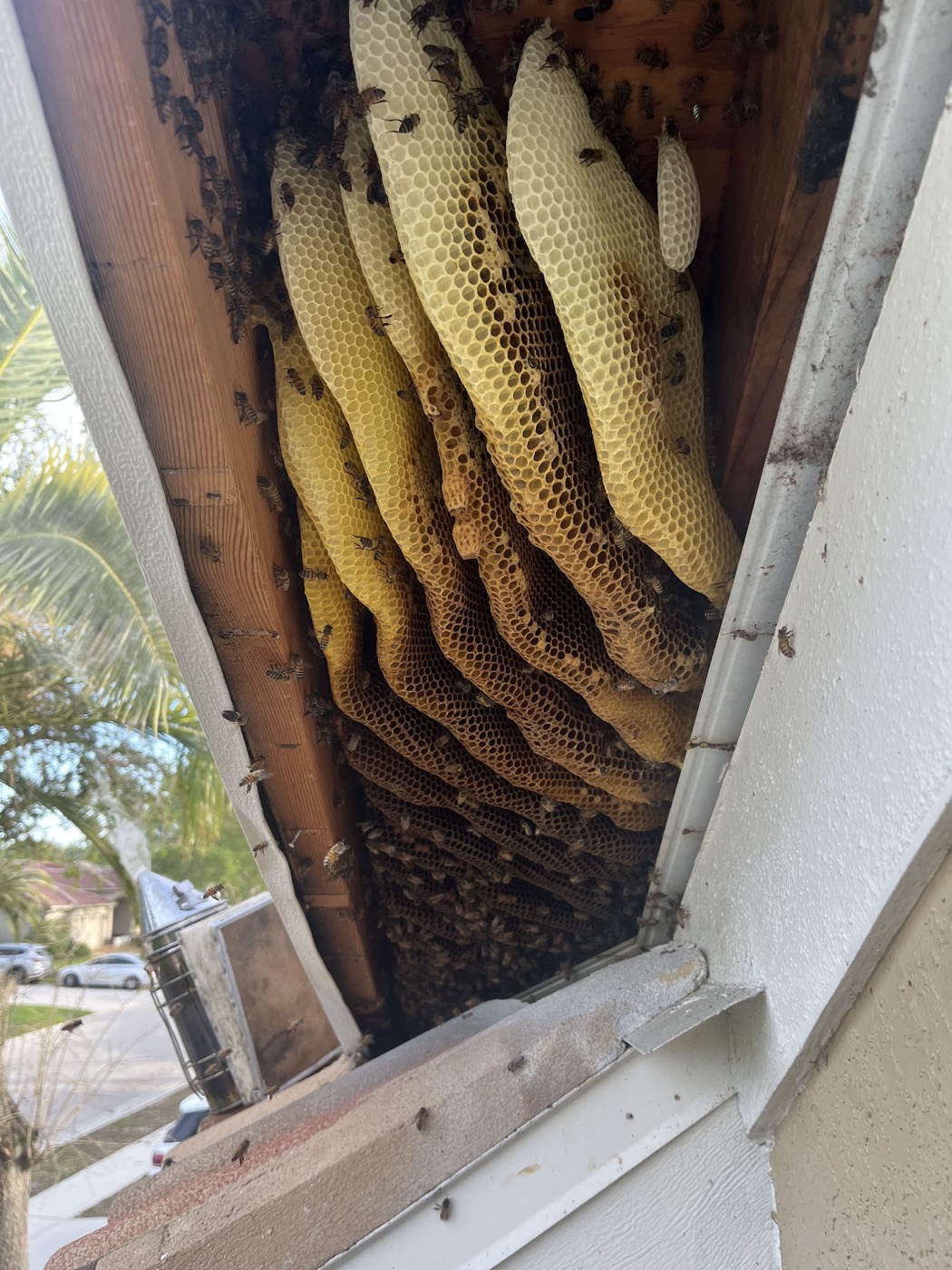 Honey bee hive and honey comb exposed near a window opening during removal.
